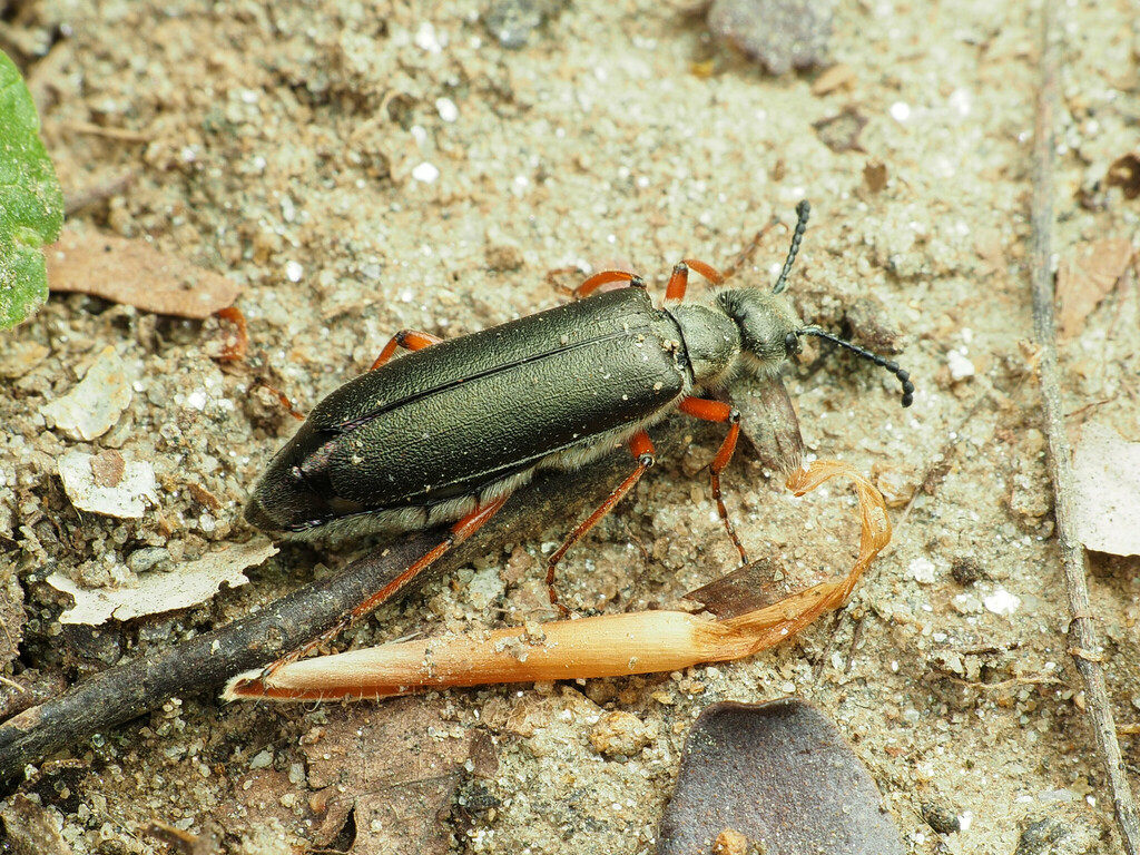 lytta-from-silver-spring-md-usa-on-april-14-2024-at-04-10-pm-by