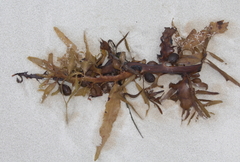 Carpophyllum flexuosum