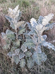 Solanum marginatum