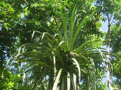 Screw Pine (Pandanus elatus)