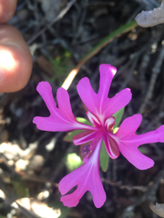 Clarkia concinna concinna