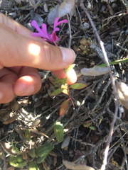 Clarkia concinna concinna