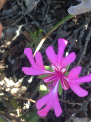 Clarkia concinna concinna