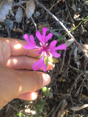 Clarkia concinna concinna