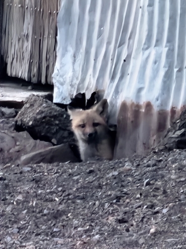 Red Fox photographed in New Mexico