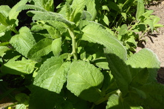 Stachys stebbinsii