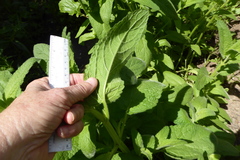 Stachys stebbinsii