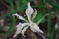Iris fernaldii