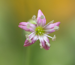 Silene verecunda