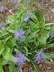 Camassia scilloides