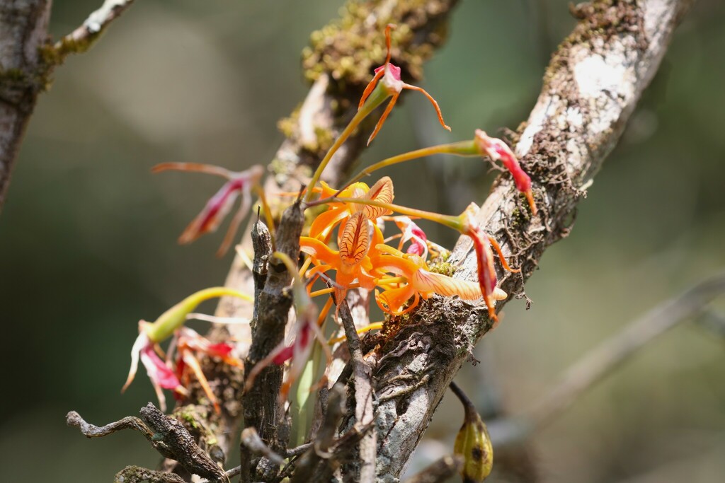 Dendrobium unicum Seidenf. 4
