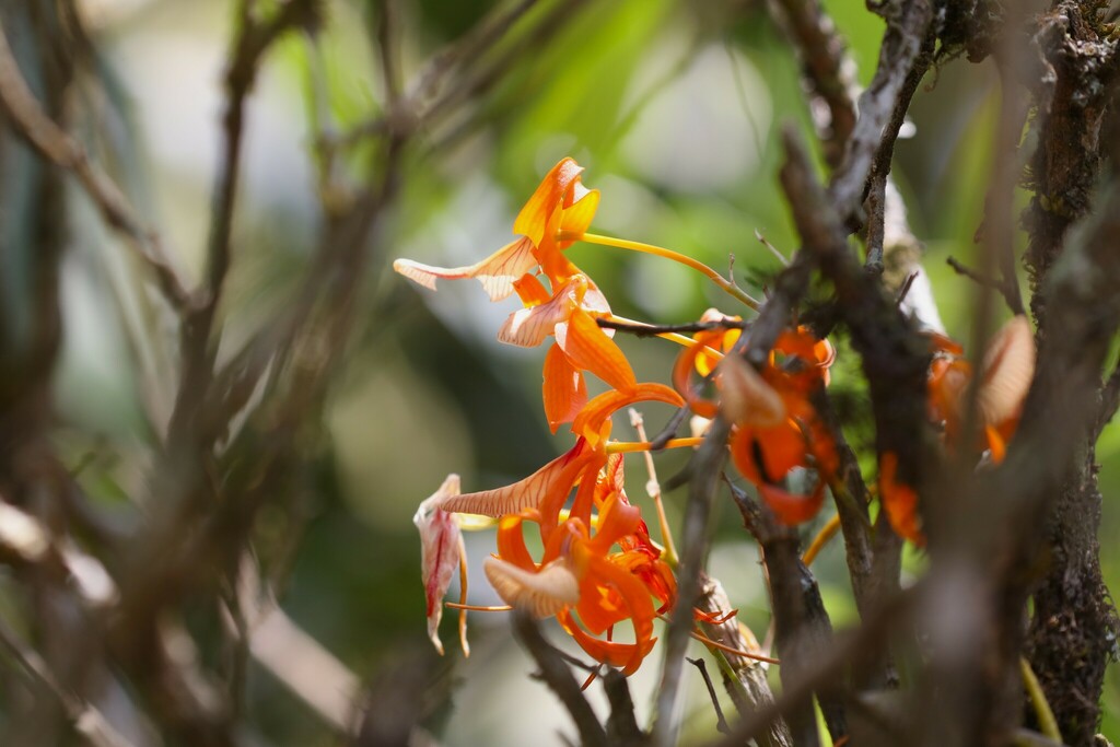 Dendrobium unicum Seidenf. 3