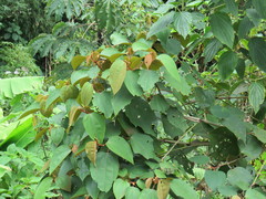 Miconia caudata
