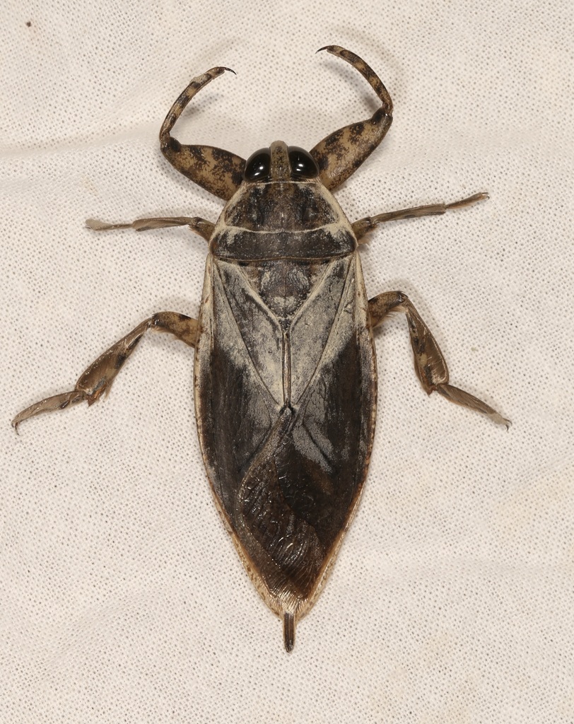 Lethocerus medius