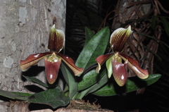 Paphiopedilum