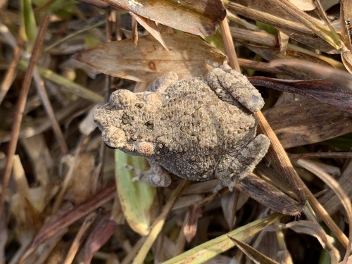 Ingerophrynus macrotis, 2024-04-17