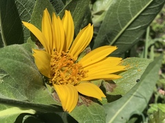 Wyethia glabra