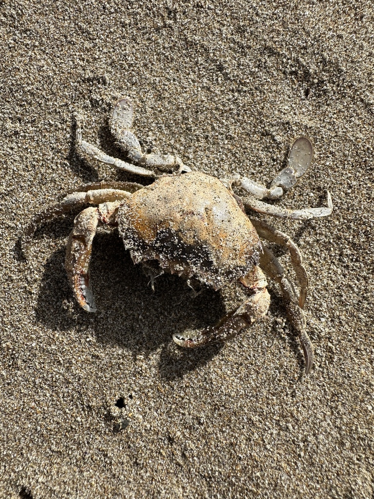 New Zealand Common Swimming Crab from Kennedys Bay, Coromandel-Colville ...