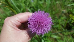 Cirsium texanum