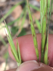 Bromus laevipes