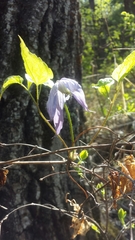 Clematis occidentalis grosseserrata