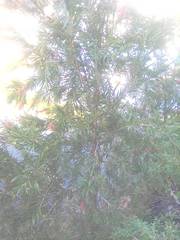 Melaleuca viminalis viminalis