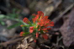 Castilleja foliolosa
