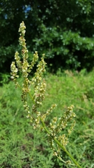 Rumex hastatulus