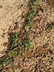 Eremochloa ophiuroides