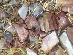 Polistes comanchus navajoe