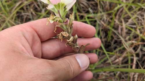 Image of Castilleja halophila by (c) Joseph Aubert, some rights reserved (CC BY)