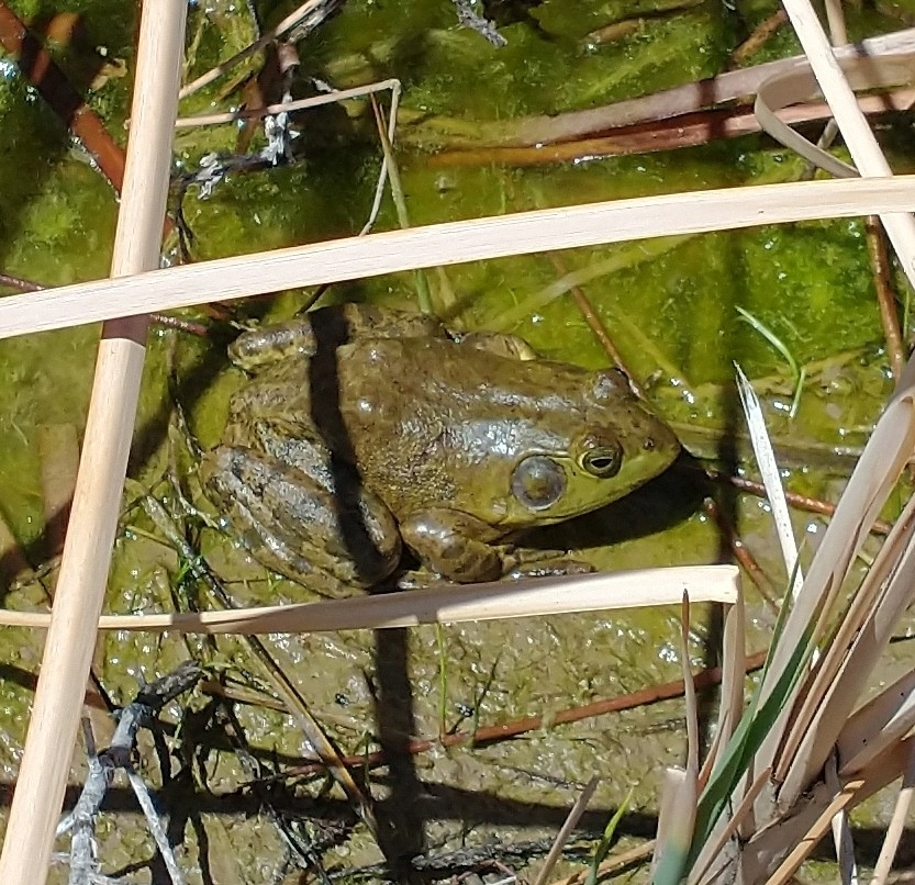 American Bullfrog from 1 Wildlife Way on April 16, 2024 at 12:44 PM by ...