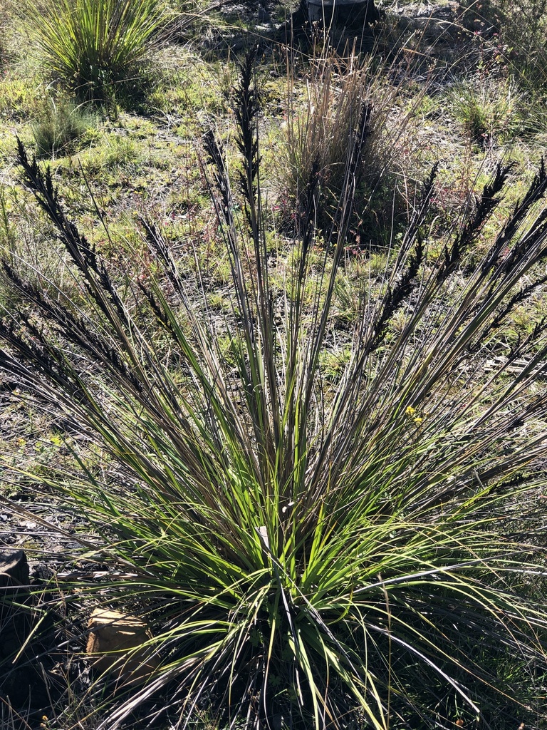 Bog Saw-sedge from Newnes Plateau NSW 2790, Australia on April 10, 2024 ...