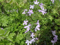 Phlox divaricata divaricata