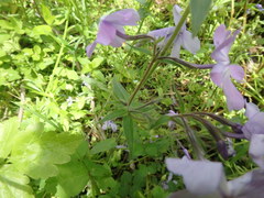 Phlox divaricata divaricata