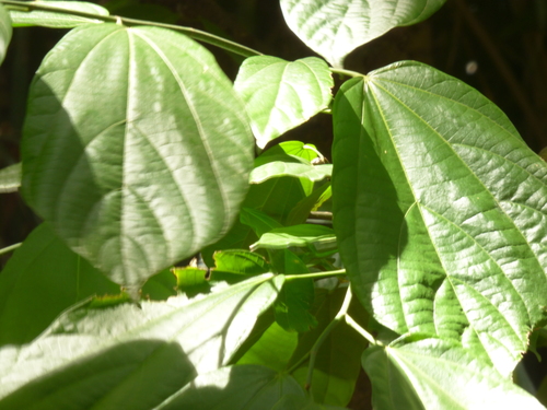 Patinoa almirajo · iNaturalist Mexico