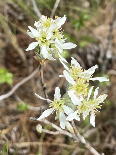 coastal serviceberry (Amelanchier obovalis)