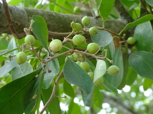 Image of Daphnopsis americana by (c) Alexis López Hernández, some rights reserved (CC BY)