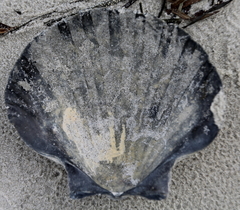 Pecten novaezelandiae