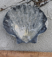 Pecten novaezelandiae