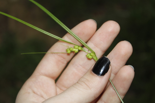 False Hair Sedge (Carex bulbostylis)