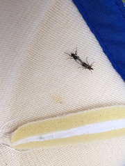 Dilophus strigilatus