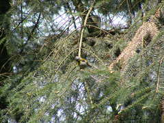 Oreothlypis superciliosa