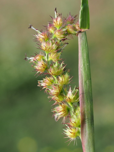 Cenchrus echinatus