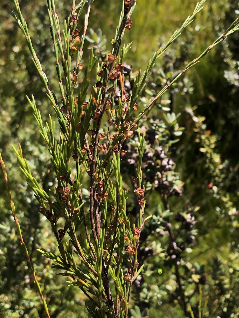 Weeping Baeckea from Newnes Plateau NSW 2790, Australia on April 10 ...