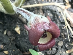 Asarum canadense reflexum