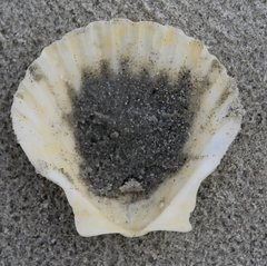 Pecten novaezelandiae
