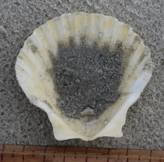 Pecten novaezelandiae