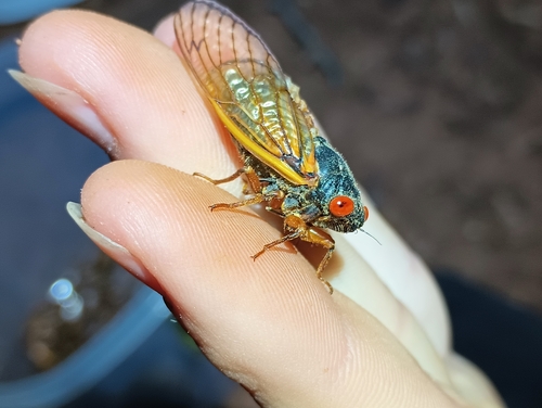 Little 13-Year Cicada photo 5