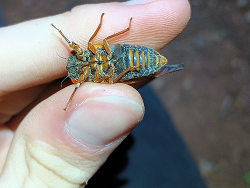 Little 13-Year Cicada photo 2